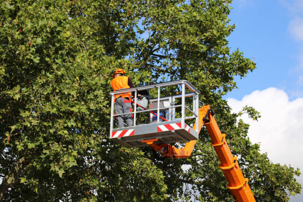 Professional Tree Care  in Ahoskie, NC